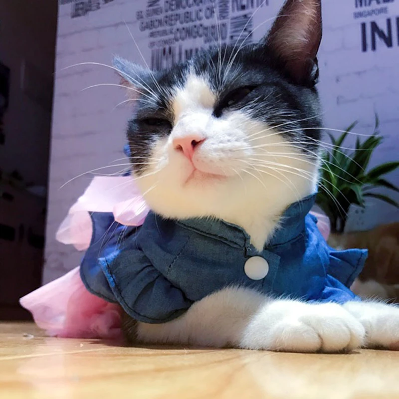 Denim Sphynx-kattenjurk, zomer - Jeans recensie en prijs